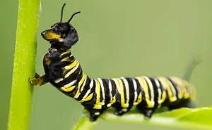 Challenge: Post Your Animal Hybrids
