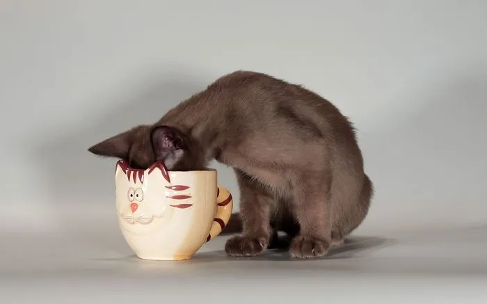 70 Cups Full Of Cuteness