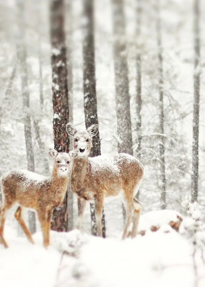 Deers