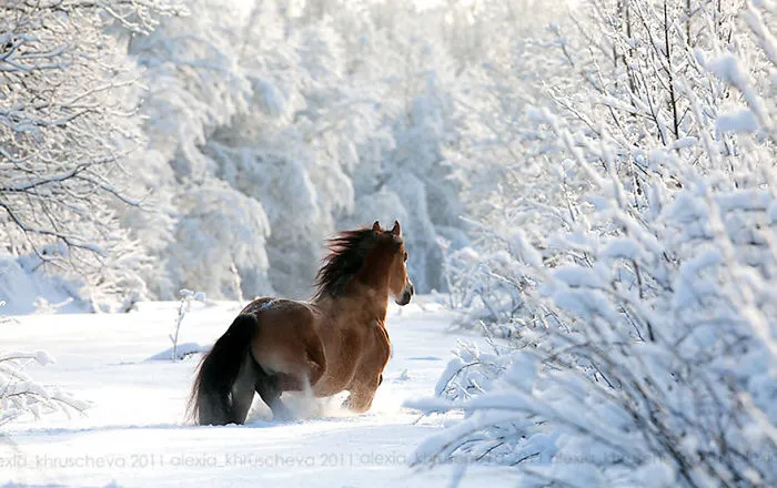 Horse