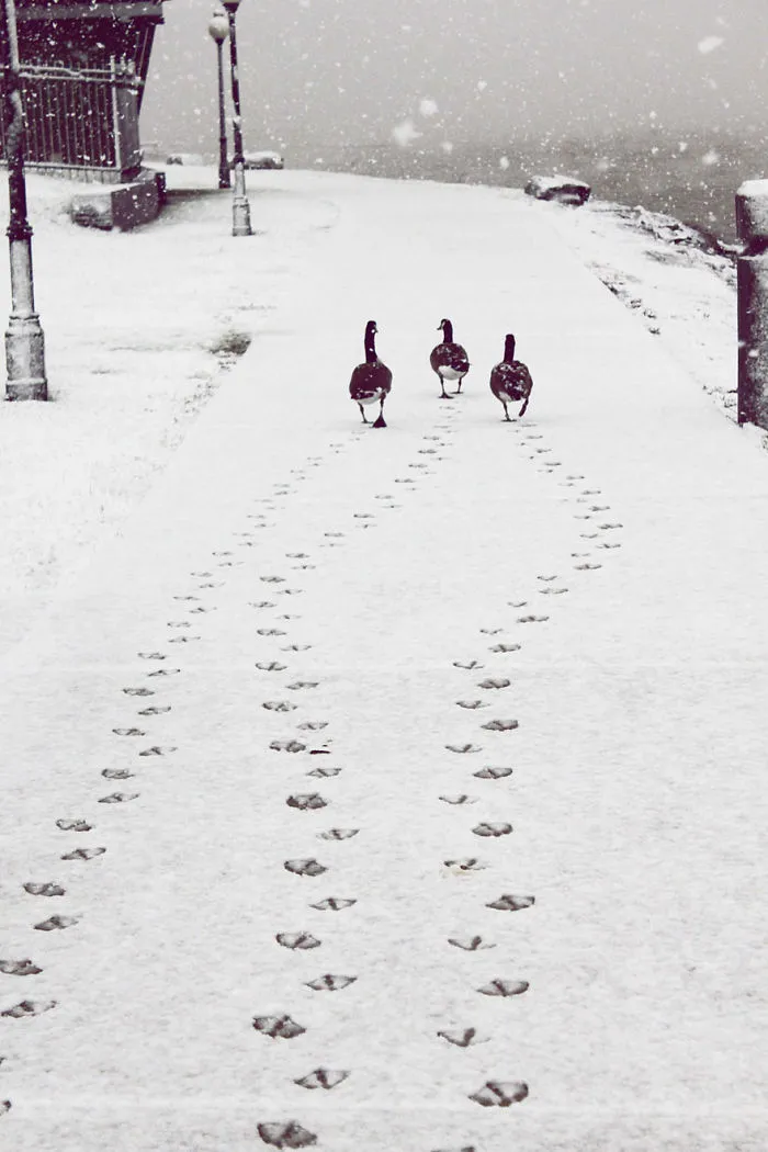 Three Friends
