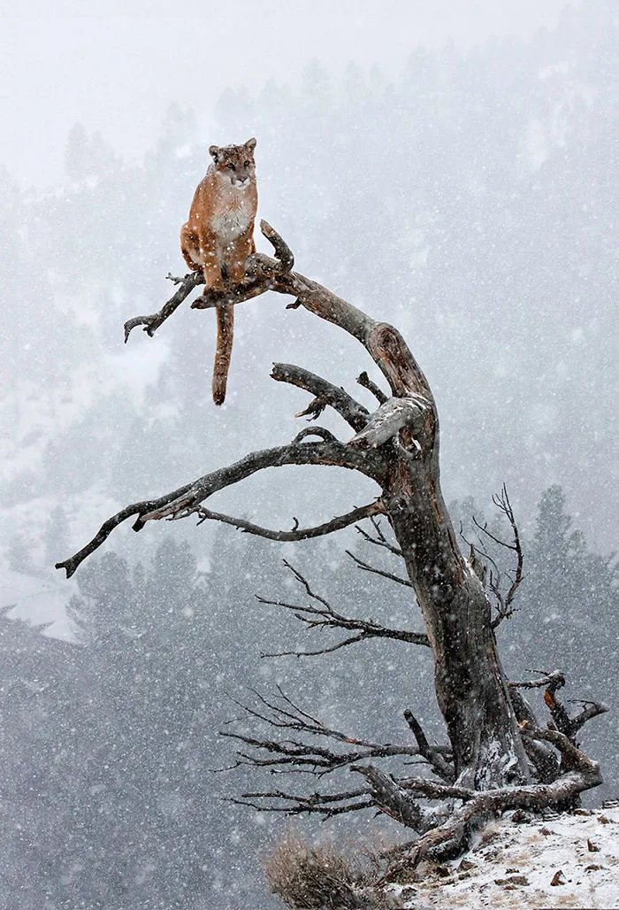 Mountain Lion