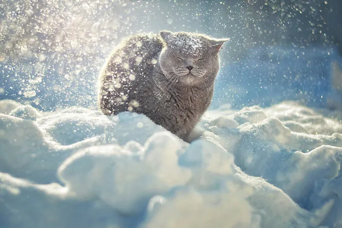 Winter Animals