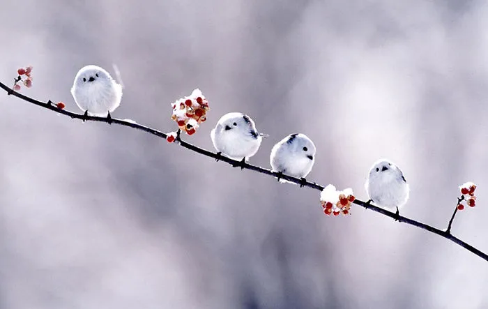 Long-tailed Tits