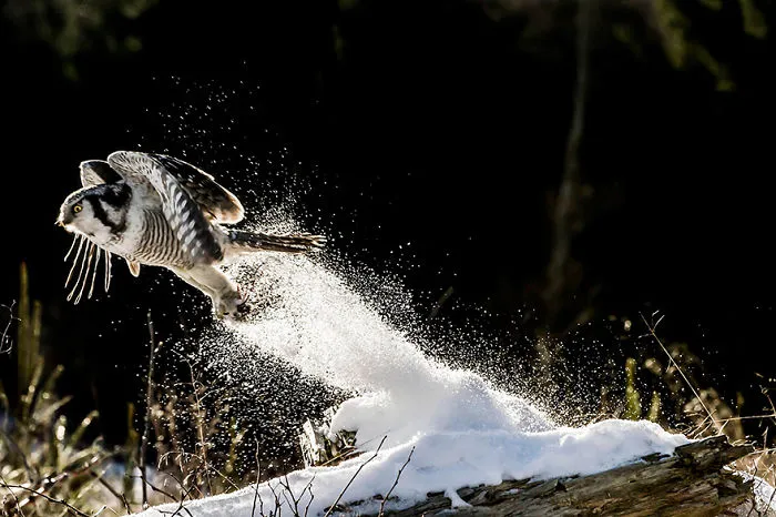 Owl