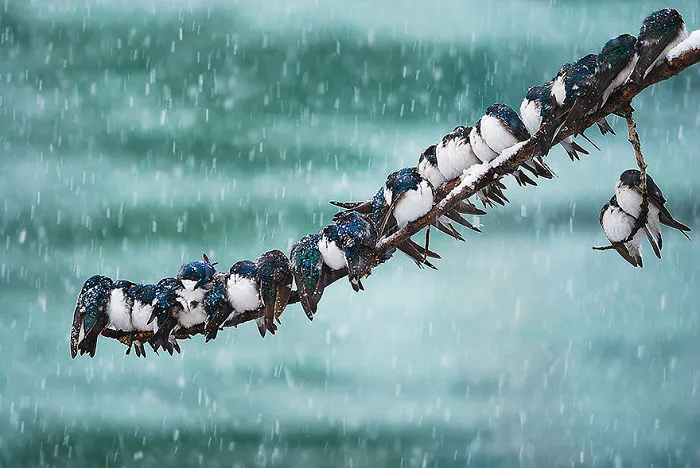 Birds
