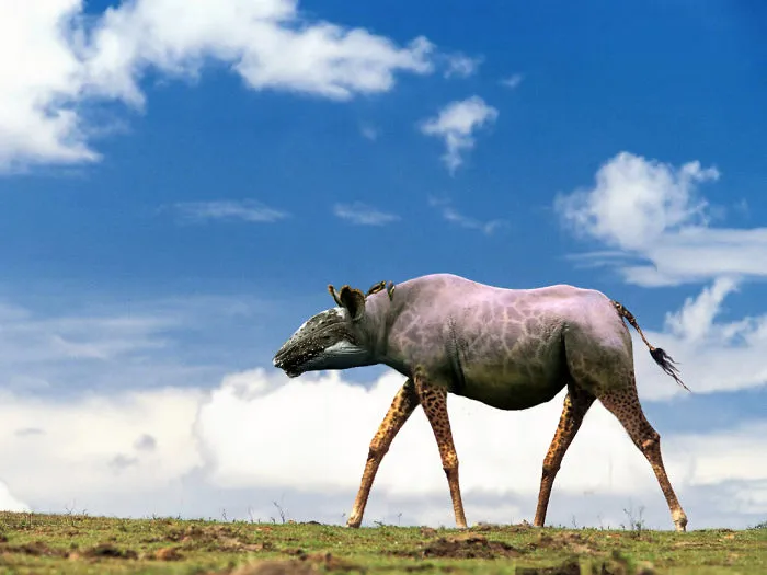 African Blue Whirrafano