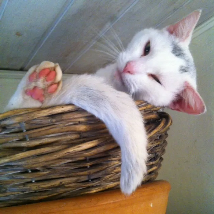 Stella The Basket Case
