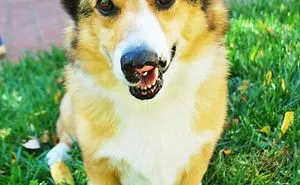 Famous Internet Corgis