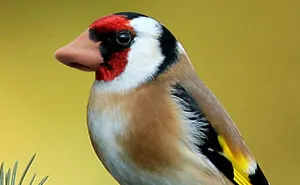 Birds With Noses