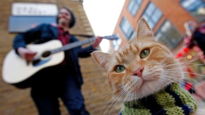 Street Cat Bob