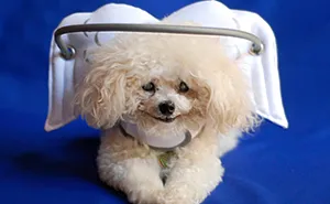 This Angelic Halo Protects Blind Dogs From Bumping Into Things
