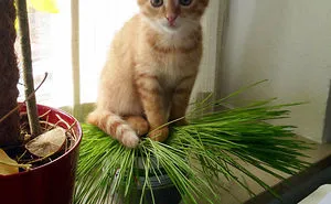 Burli Enjoys His Catgrass