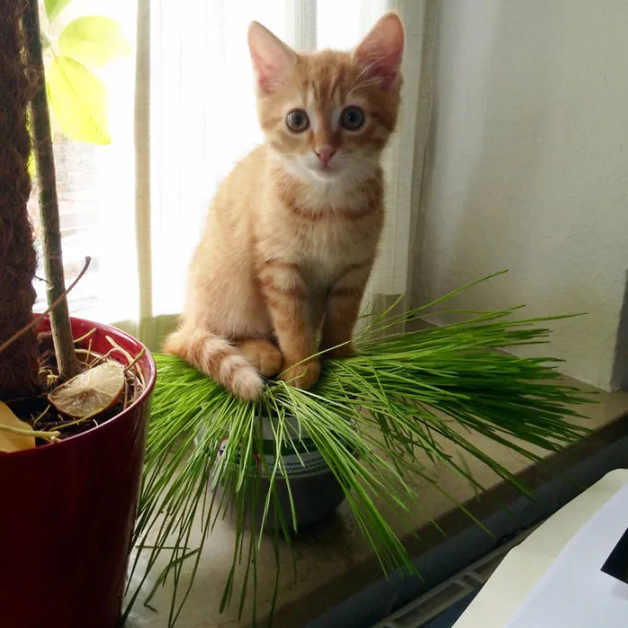 Burli Enjoys His Catgrass