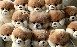 75 Pets That Are Masters Of Camouflage