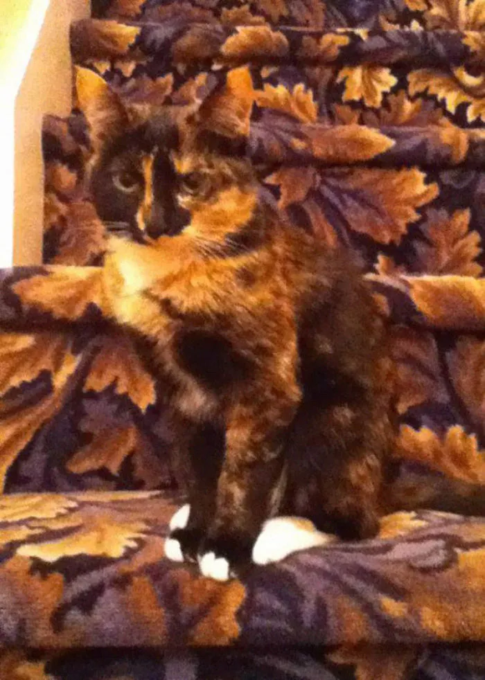 75 Pets That Are Masters Of Camouflage