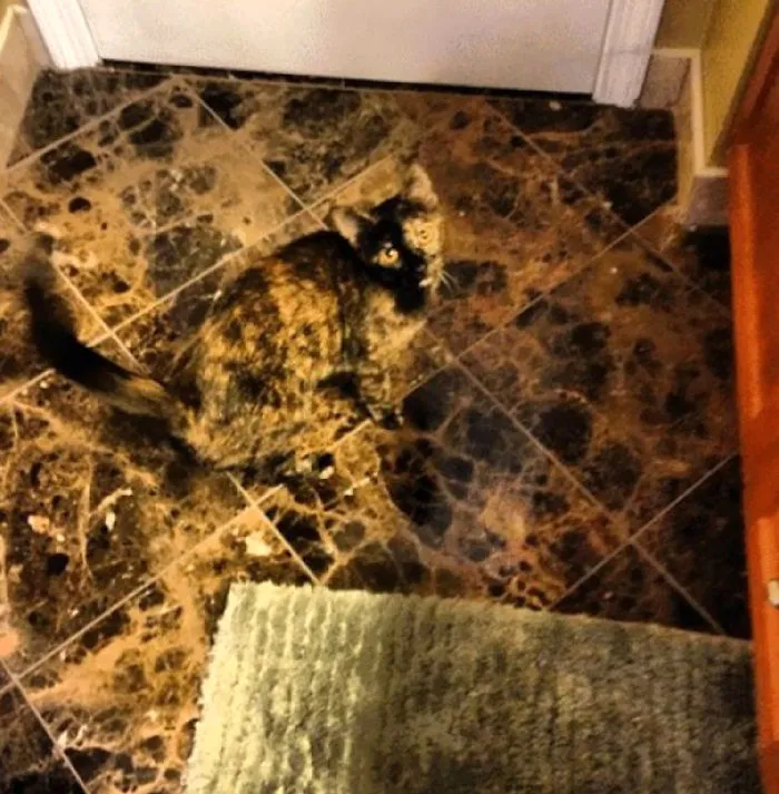 75 Pets That Are Masters Of Camouflage