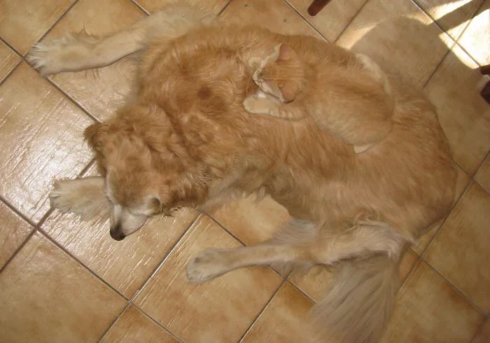 75 Pets That Are Masters Of Camouflage