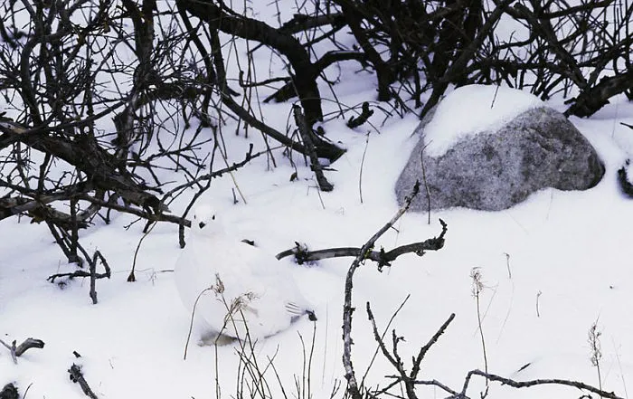 75 Pets That Are Masters Of Camouflage