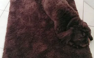 75 Pets That Are Masters Of Camouflage