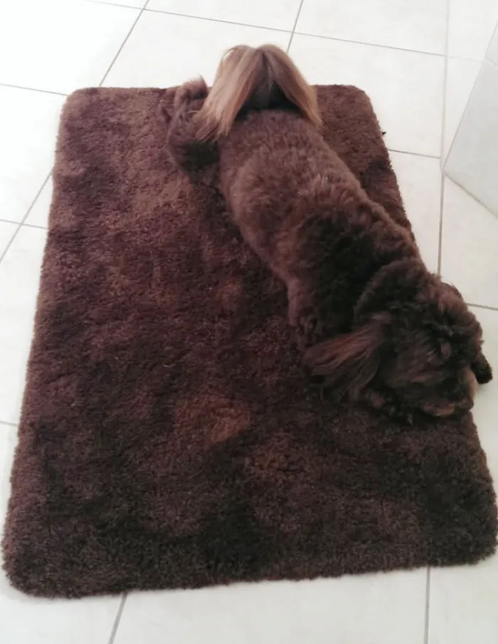 75 Pets That Are Masters Of Camouflage