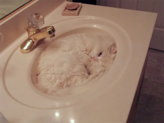75 Pets That Are Masters Of Camouflage