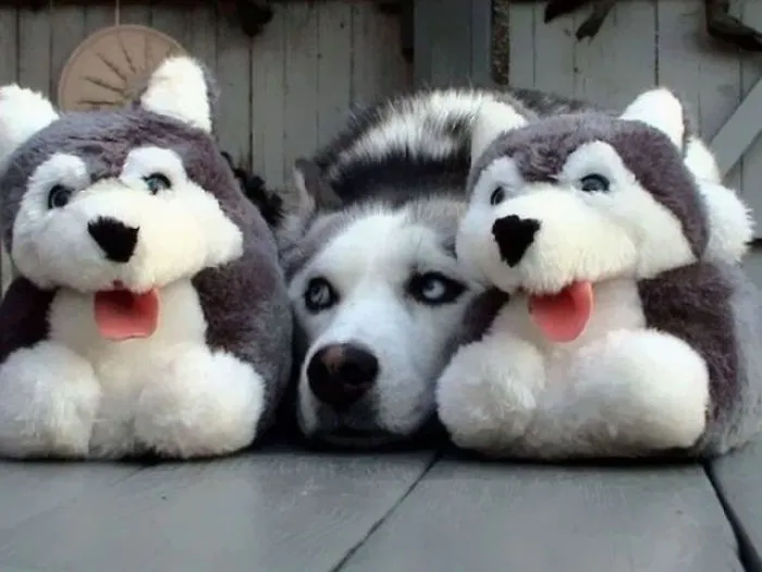75 Pets That Are Masters Of Camouflage