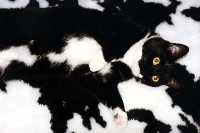 75 Pets That Are Masters Of Camouflage