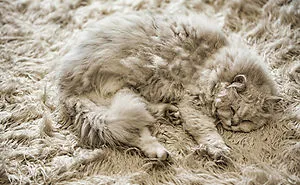 75 Pets That Are Masters Of Camouflage