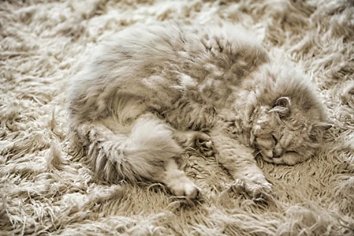75 Pets That Are Masters Of Camouflage