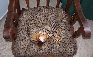 75 Pets That Are Masters Of Camouflage