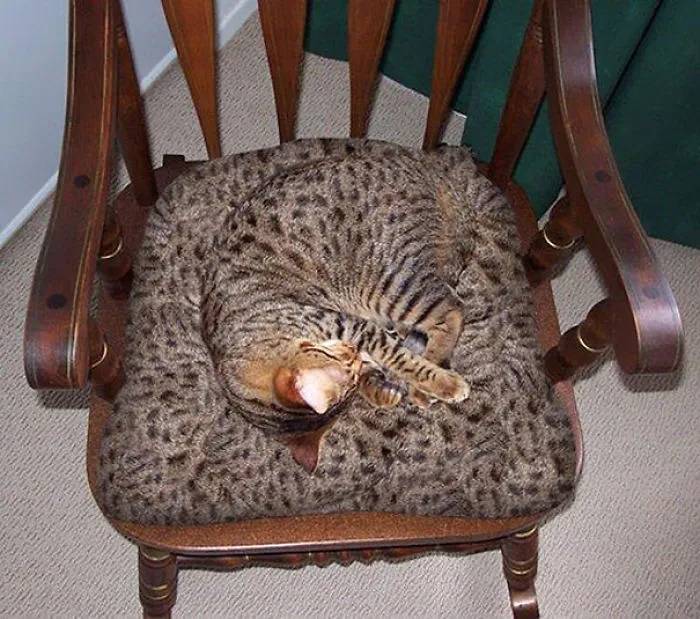 75 Pets That Are Masters Of Camouflage