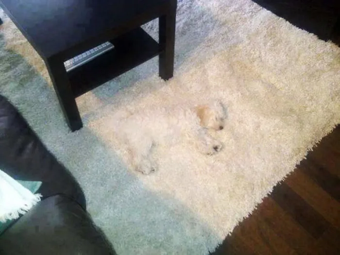 75 Pets That Are Masters Of Camouflage