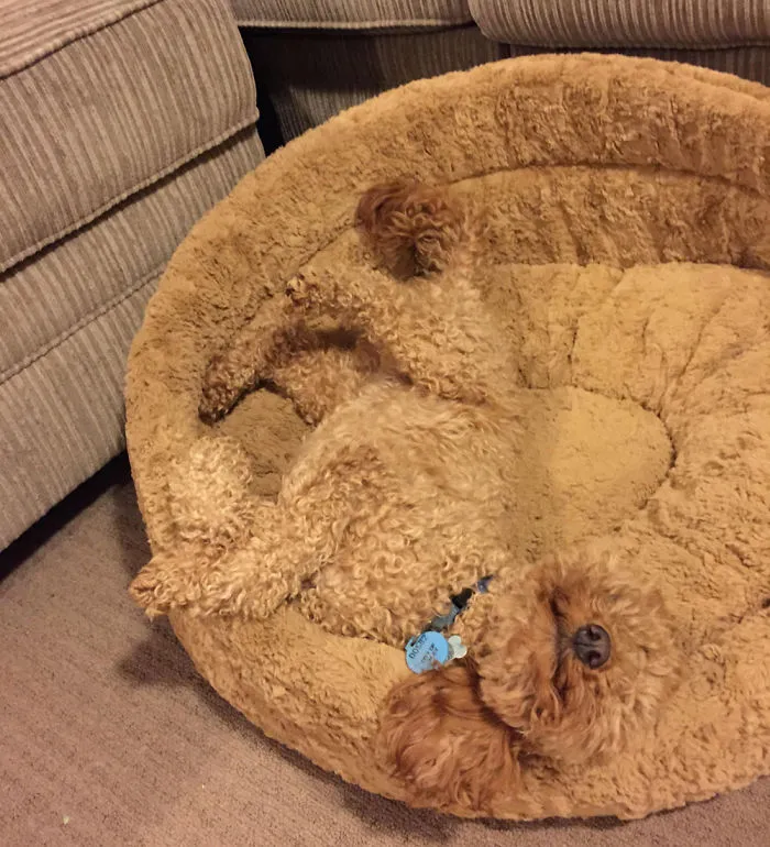 75 Pets That Are Masters Of Camouflage