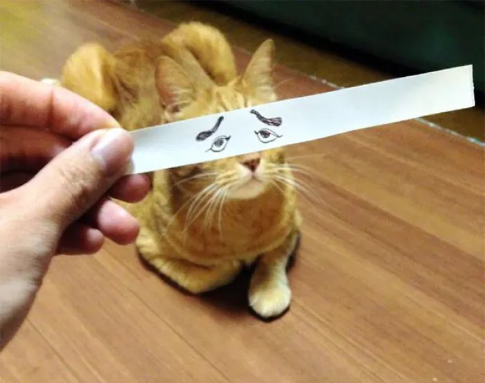 Cat Owners In Japan Are Giving Their Cats Funny Anime Eyes