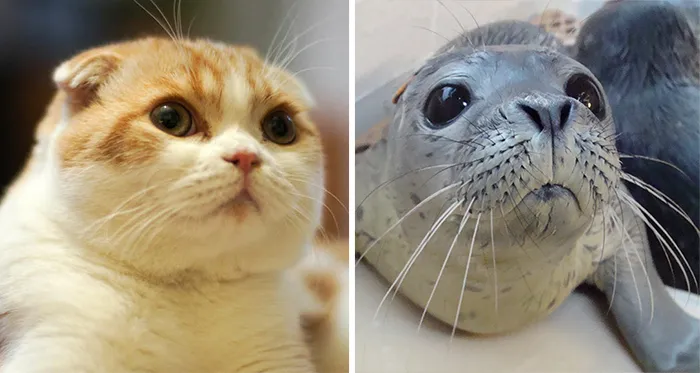 Cat Looks Like A Seal