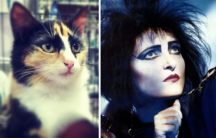 Cat Looks Gothic Chic