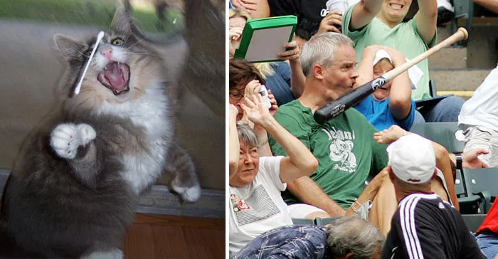 Cat Looks Like This Baseball Fan
