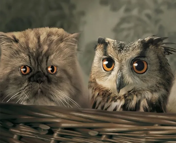 Cat Looks Like An Owl