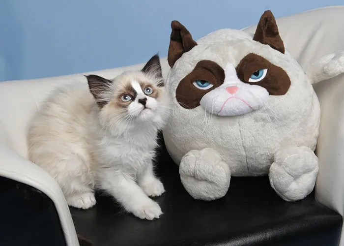 Kitty Looks Like Grumpy Cat's Toy