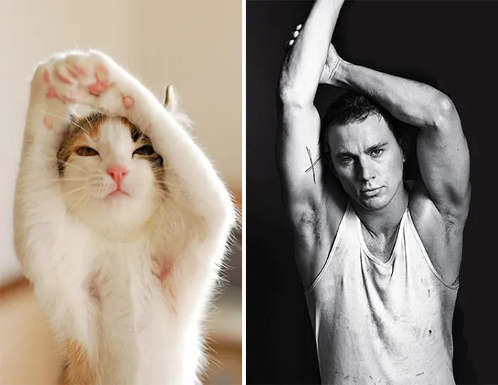 Cat Looks Like Chaning Tatum