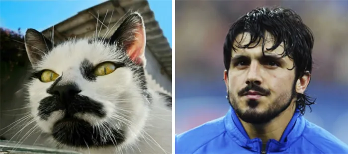 Cat Looks Like Gennaro Gattuso
