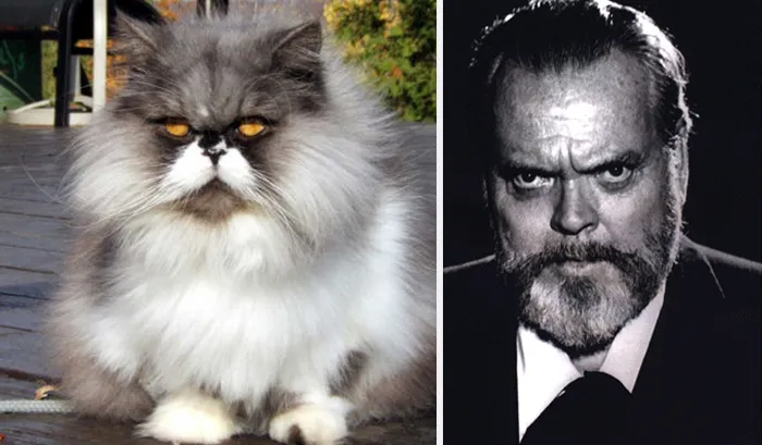 Cat Looks Like Orson Welles
