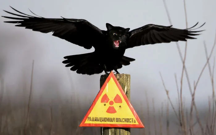 Catcrow