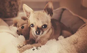 Meet Chloe: My Adorable Mini Chihuahua