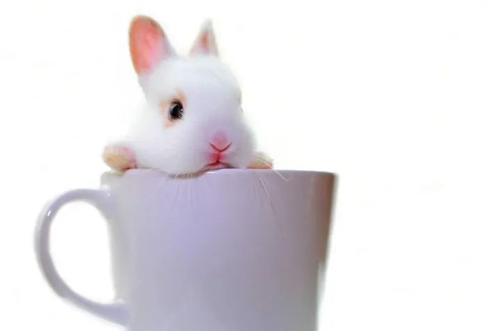 70 Cups Full Of Cuteness