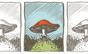 This Mushroom Could Help You Escape The Office Right Away And Disappear To Iceland