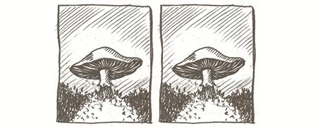 This Mushroom Could Help You Escape The Office Right Away And Disappear To Iceland
