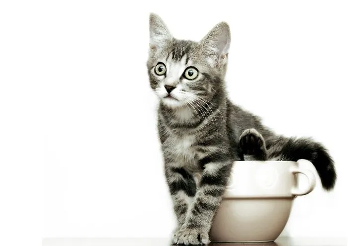 70 Cups Full Of Cuteness