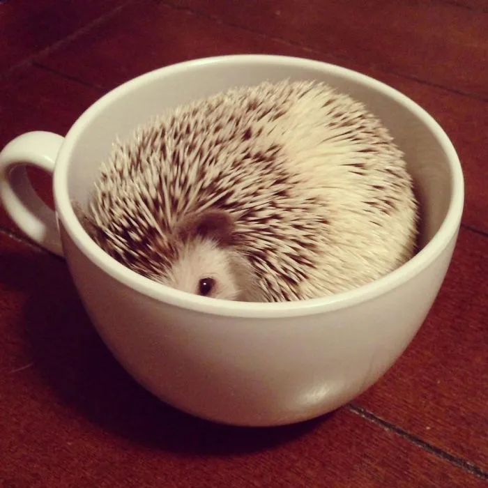 70 Cups Full Of Cuteness